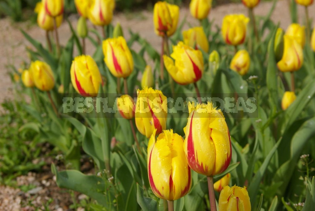 New Varieties Of Liliales, Fringed And Darwin Hybrids