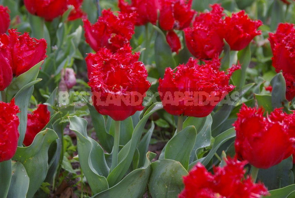 New Varieties Of Liliales, Fringed And Darwin Hybrids