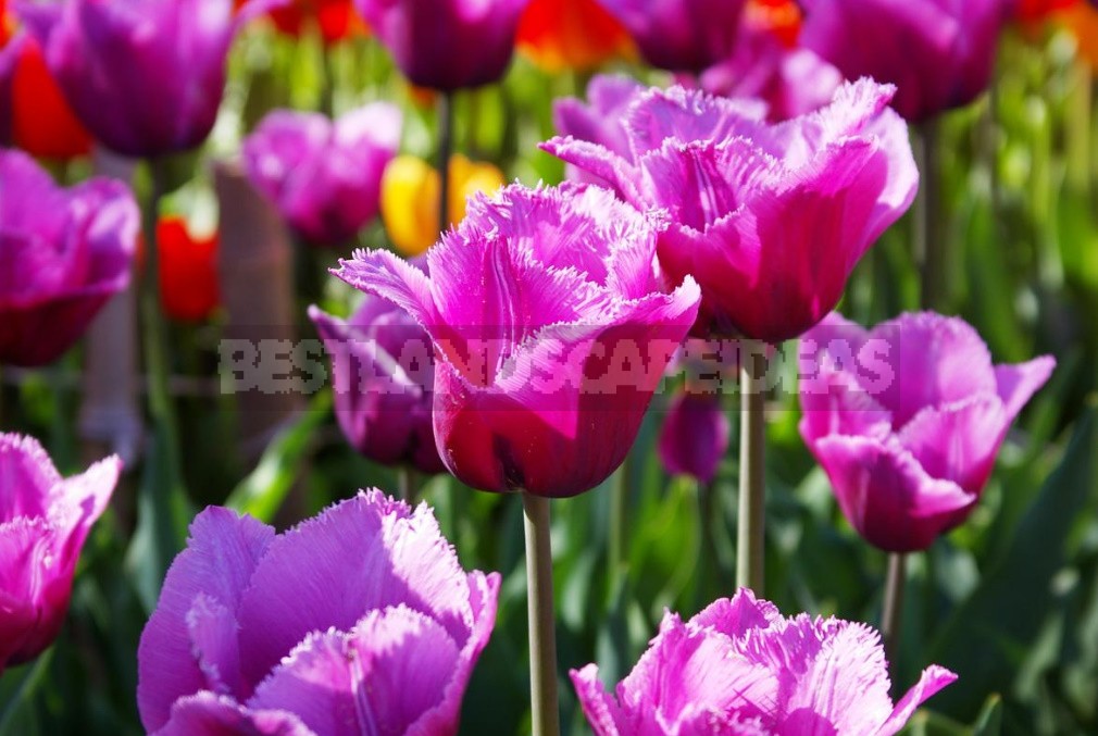 New Varieties Of Liliales, Fringed And Darwin Hybrids