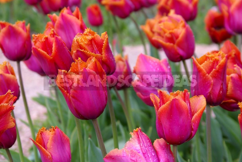 New Varieties Of Liliales, Fringed And Darwin Hybrids