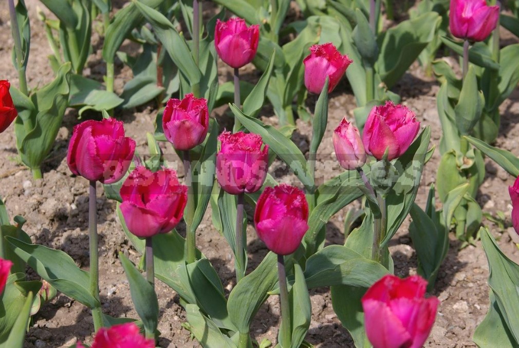 New Varieties Of Liliales, Fringed And Darwin Hybrids