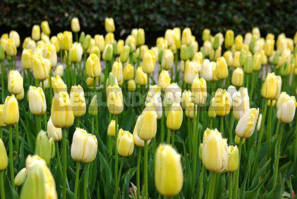 New Varieties Of Liliales, Fringed And Darwin Hybrids