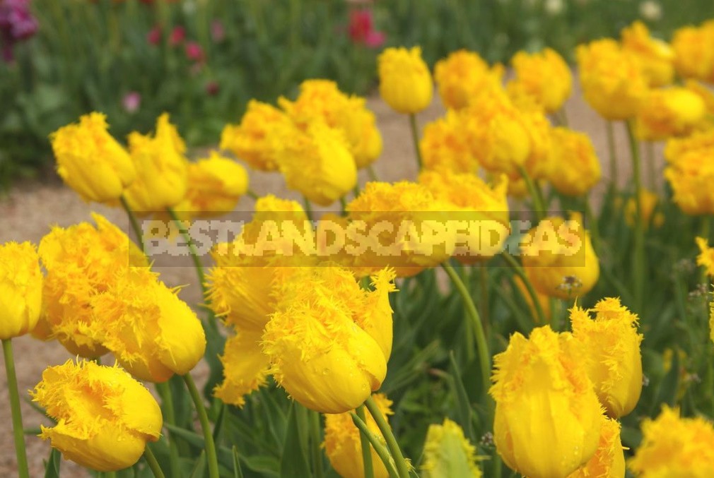 New Varieties Of Liliales, Fringed And Darwin Hybrids