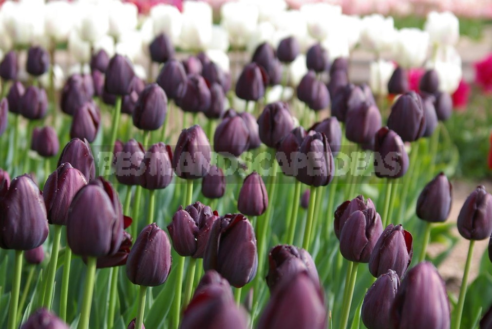 New Varieties Of Liliales, Fringed And Darwin Hybrids