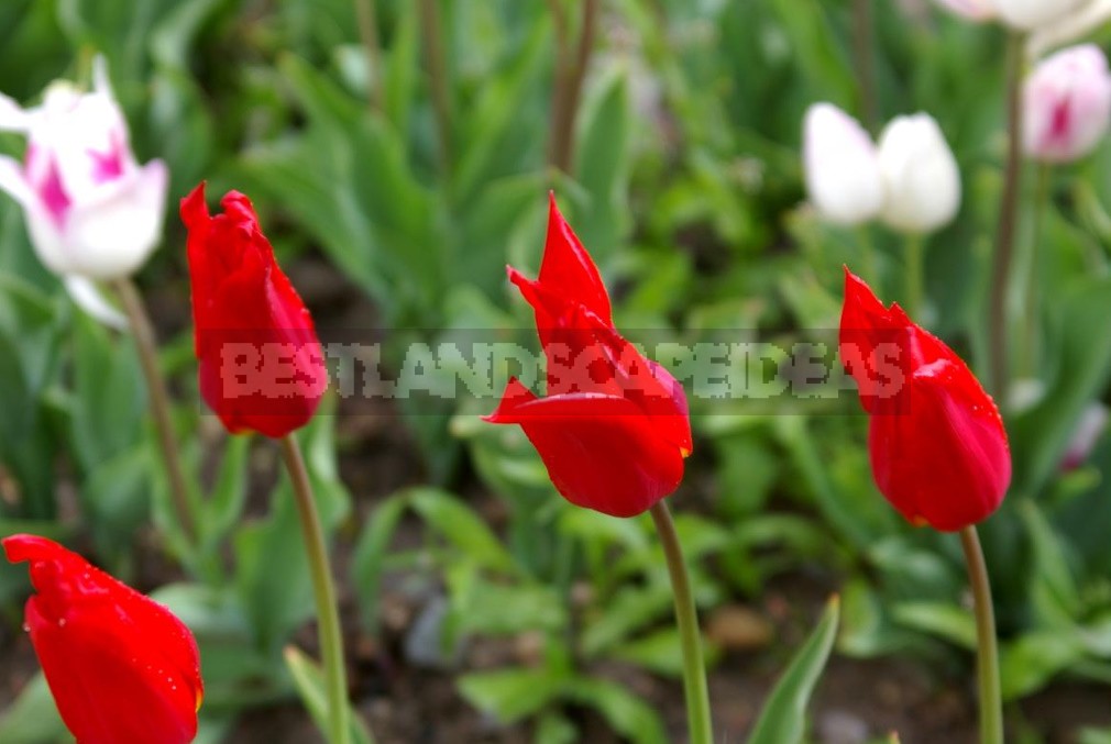 New Varieties Of Liliales, Fringed And Darwin Hybrids