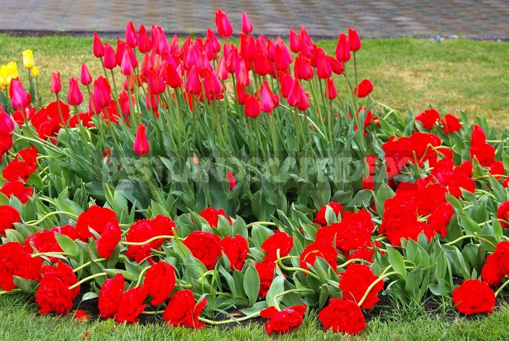 New Varieties Of Liliales, Fringed And Darwin Hybrids