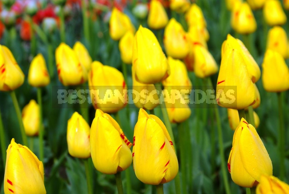 New Varieties Of Liliales, Fringed And Darwin Hybrids