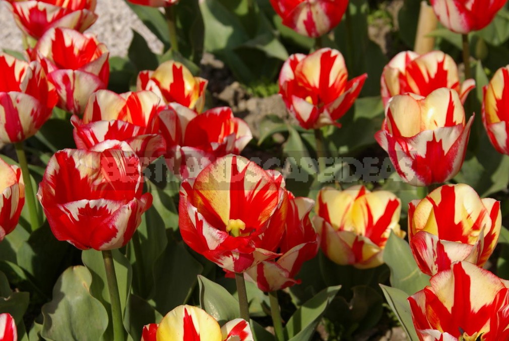 New Varieties Of Liliales, Fringed And Darwin Hybrids