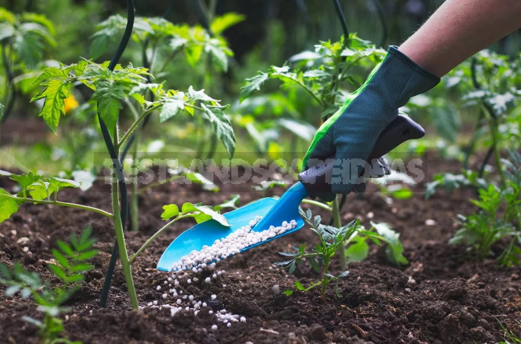 On The Way To Natural Farming. Is it Easy To Produce An Eco-Friendly Crop?
