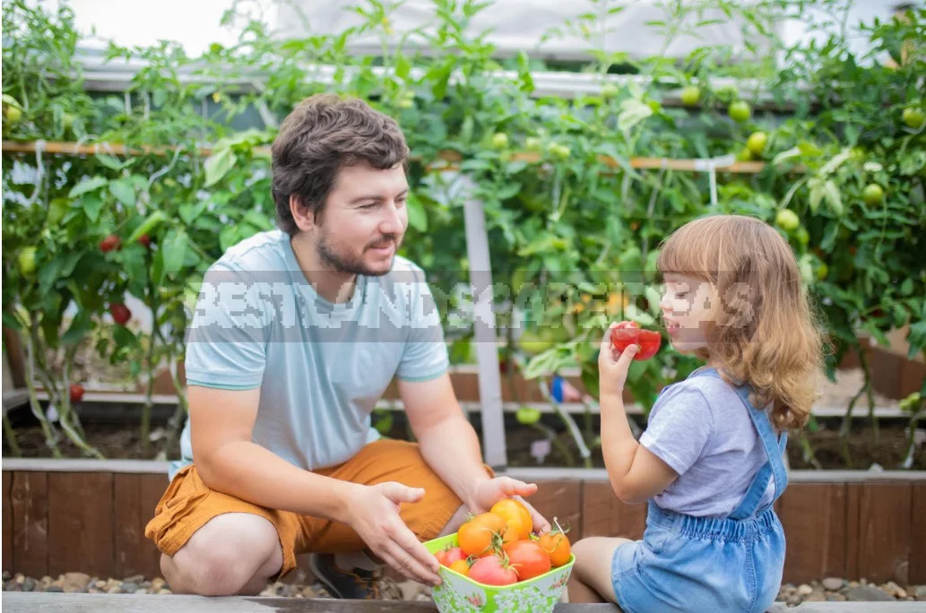 On The Way To Natural Farming. Is it Easy To Produce An Eco-Friendly Crop?