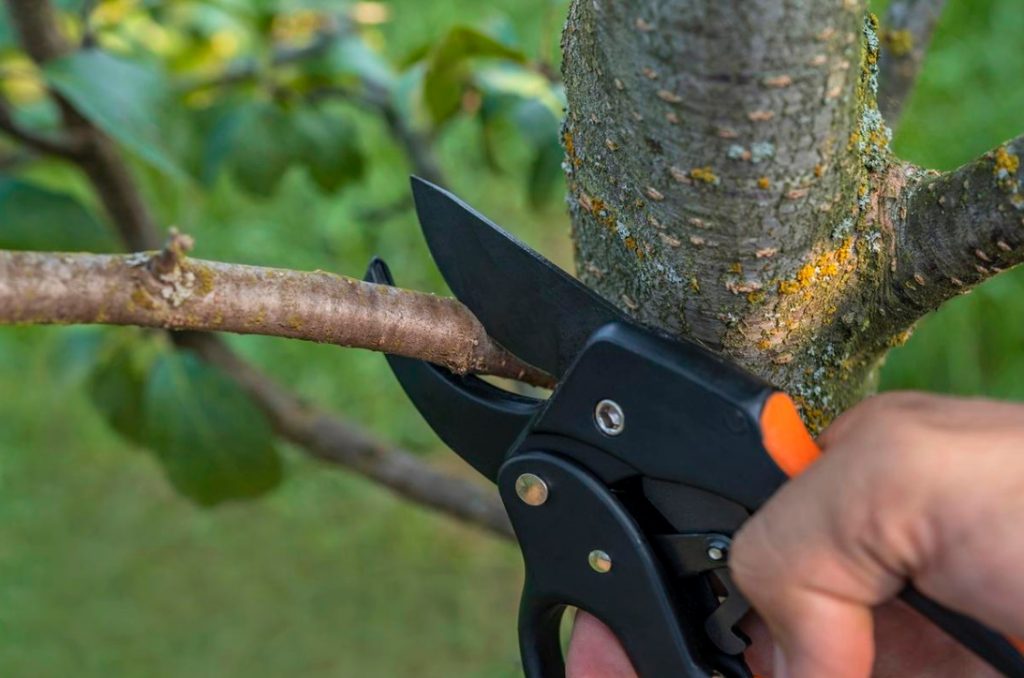 Pruning In The Orchard: Which Branches Should Be Removed Immediately (Part 1)