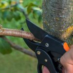Pruning In The Orchard: Which Branches Should Be Removed Immediately (Part 1)