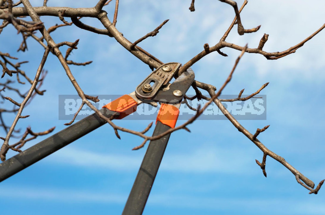 Pruning In The Orchard: Which Branches Should Be Removed Immediately (Part 1)