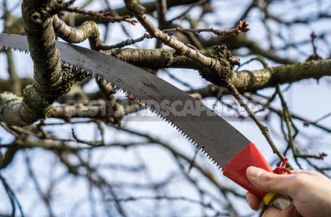 Pruning In The Orchard: Which Branches Should Be Removed Immediately (Part 1)
