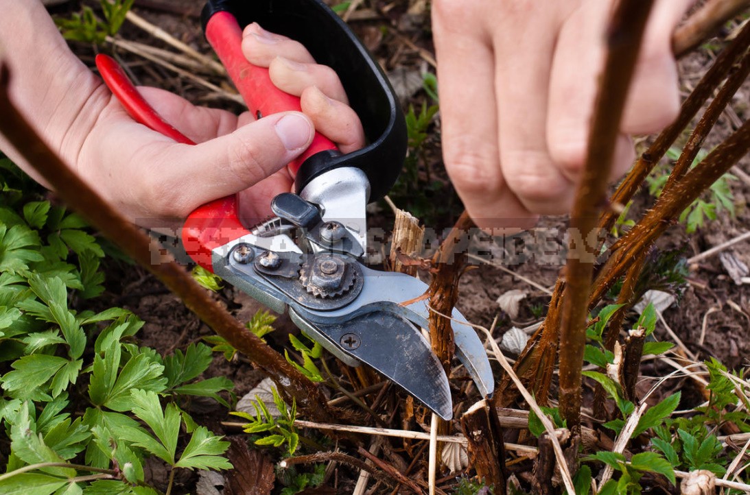 Pruning In The Orchard: Which Branches Should Be Removed Immediately (Part 2)