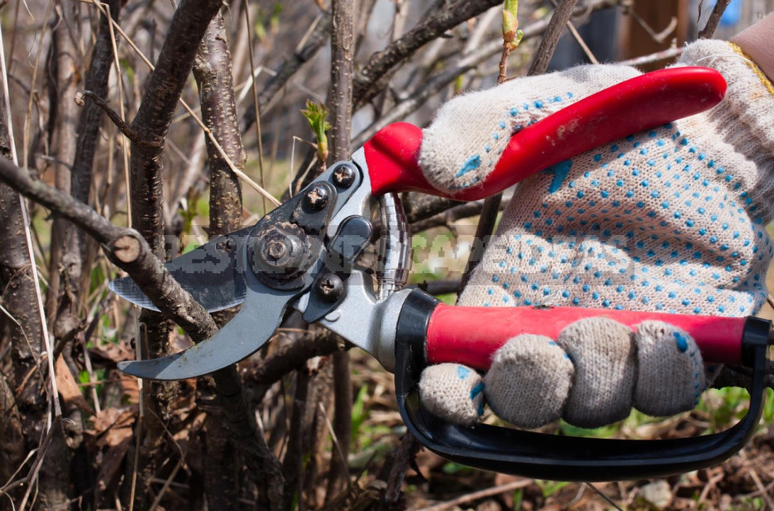 Pruning In The Orchard: Which Branches Should Be Removed Immediately (Part 2)