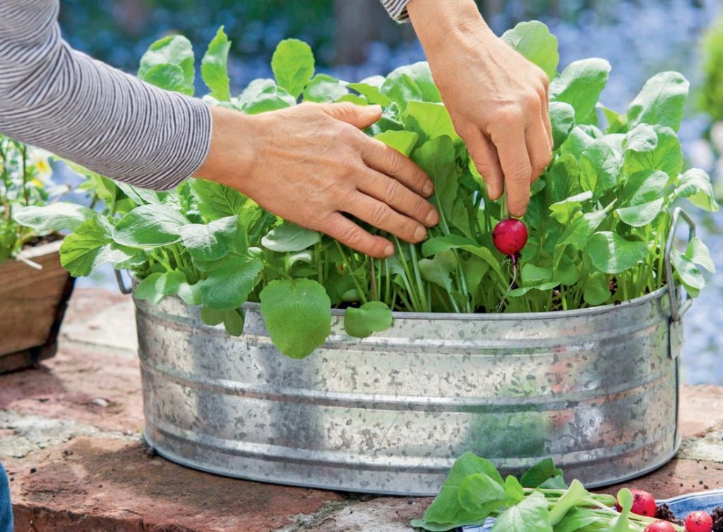 Radishes: Planting And Caring