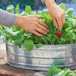 Radishes: Planting And Caring