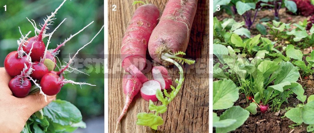 Radishes: Planting And Caring