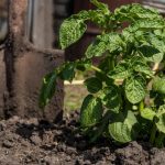 Rich Crop Of Potatoes In a Small Garden