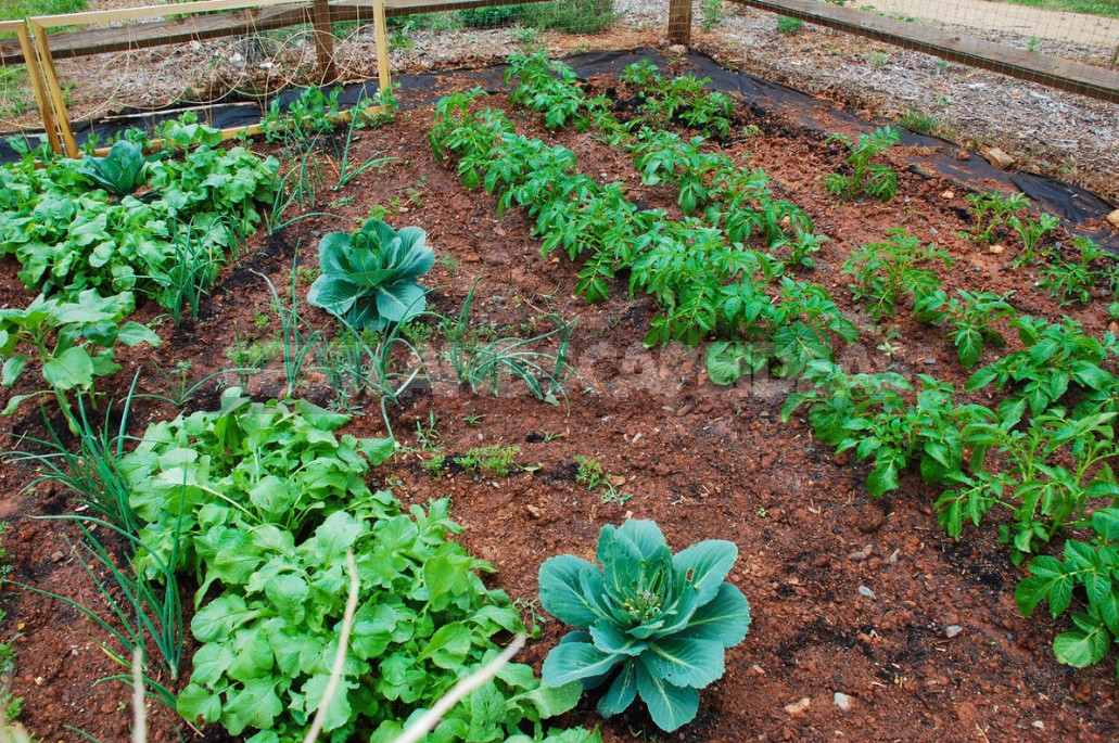 Rich Crop Of Potatoes In a Small Garden