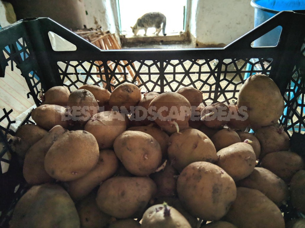 Rich Crop Of Potatoes In a Small Garden