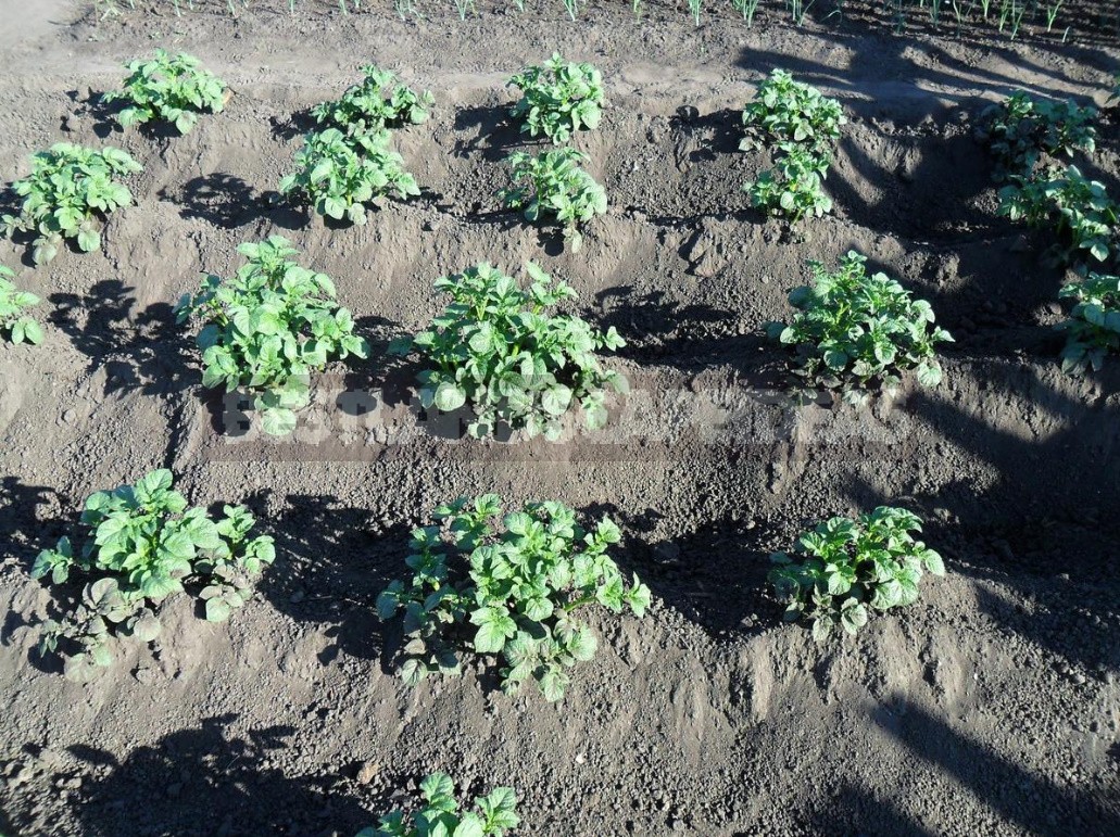 Rich Crop Of Potatoes In a Small Garden