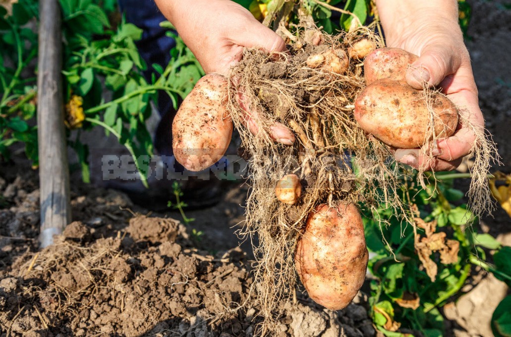 Rich Crop Of Potatoes In a Small Garden