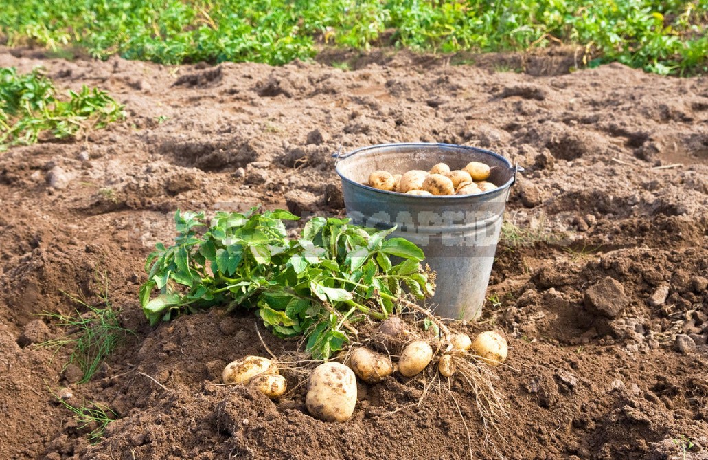 Rich Crop Of Potatoes In a Small Garden