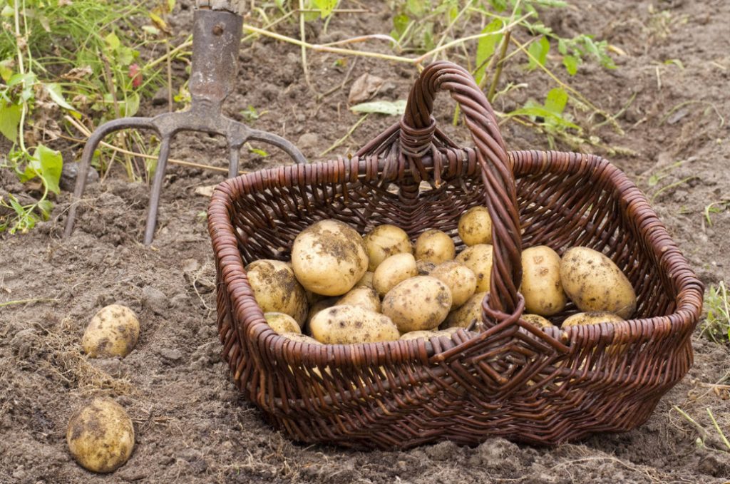 Seven Reasons To Grow Potatoes Yourself