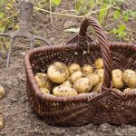 Seven Reasons To Grow Potatoes Yourself