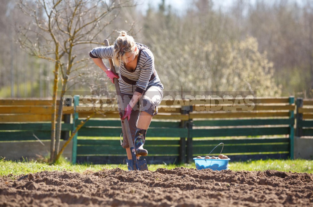 Seven Reasons To Grow Potatoes Yourself