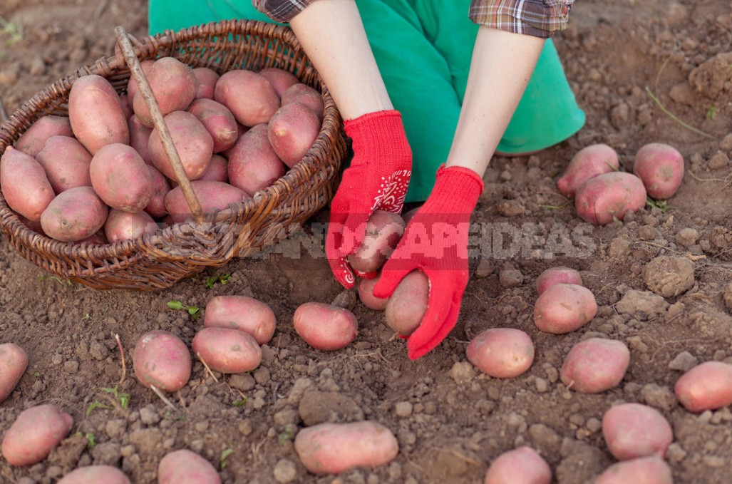 Seven Reasons To Grow Potatoes Yourself