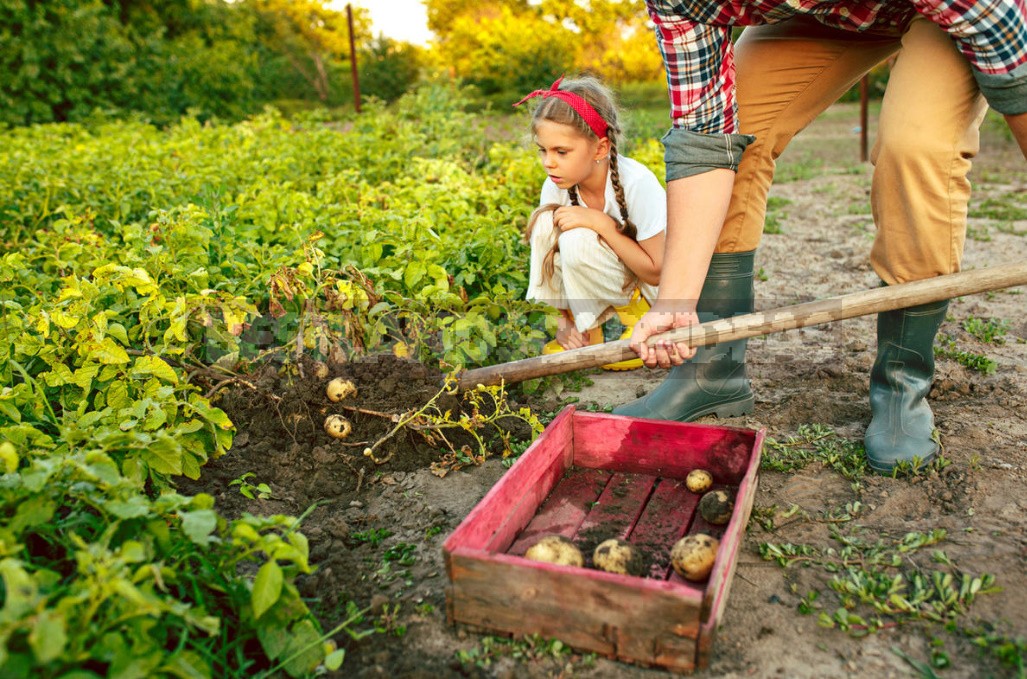 Seven Reasons To Grow Potatoes Yourself