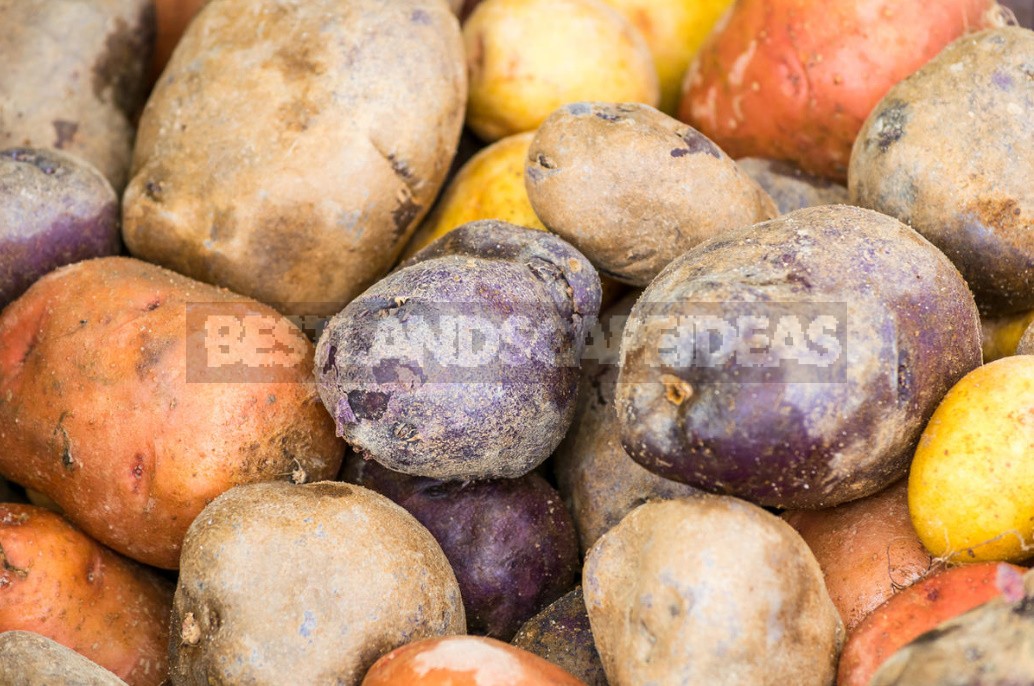 Seven Reasons To Grow Potatoes Yourself