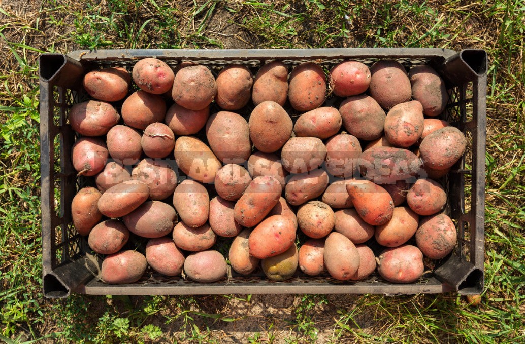 Seven Reasons To Grow Potatoes Yourself