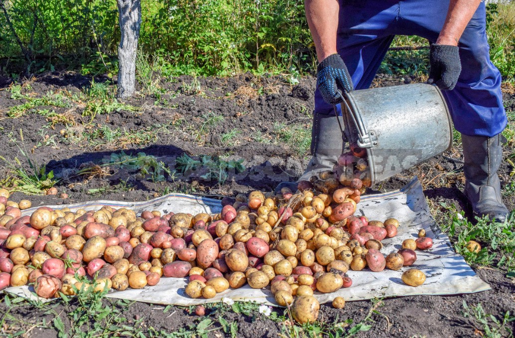 Seven Reasons To Grow Potatoes Yourself