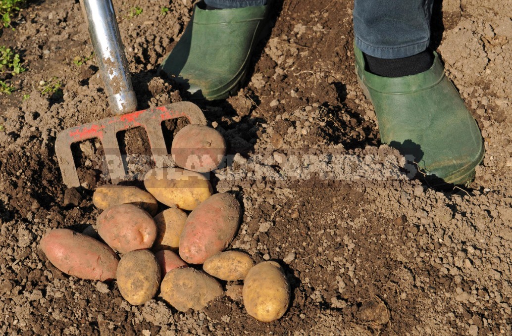 Seven Reasons To Grow Potatoes Yourself