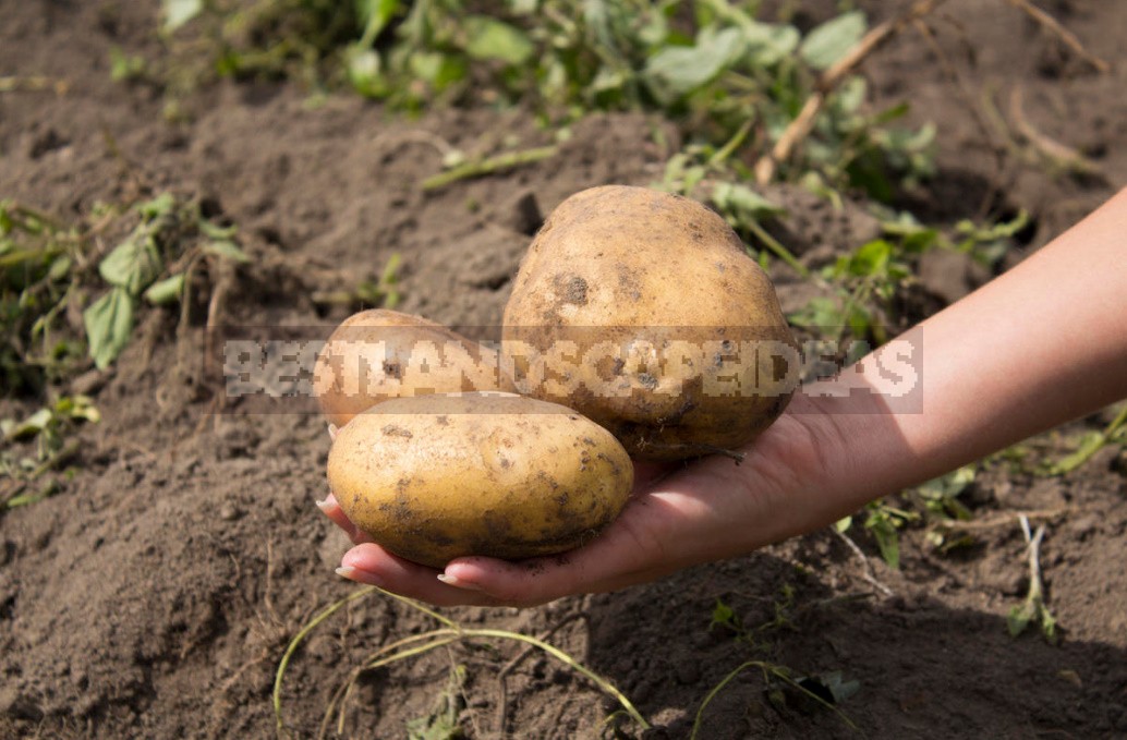 Seven Reasons To Grow Potatoes Yourself