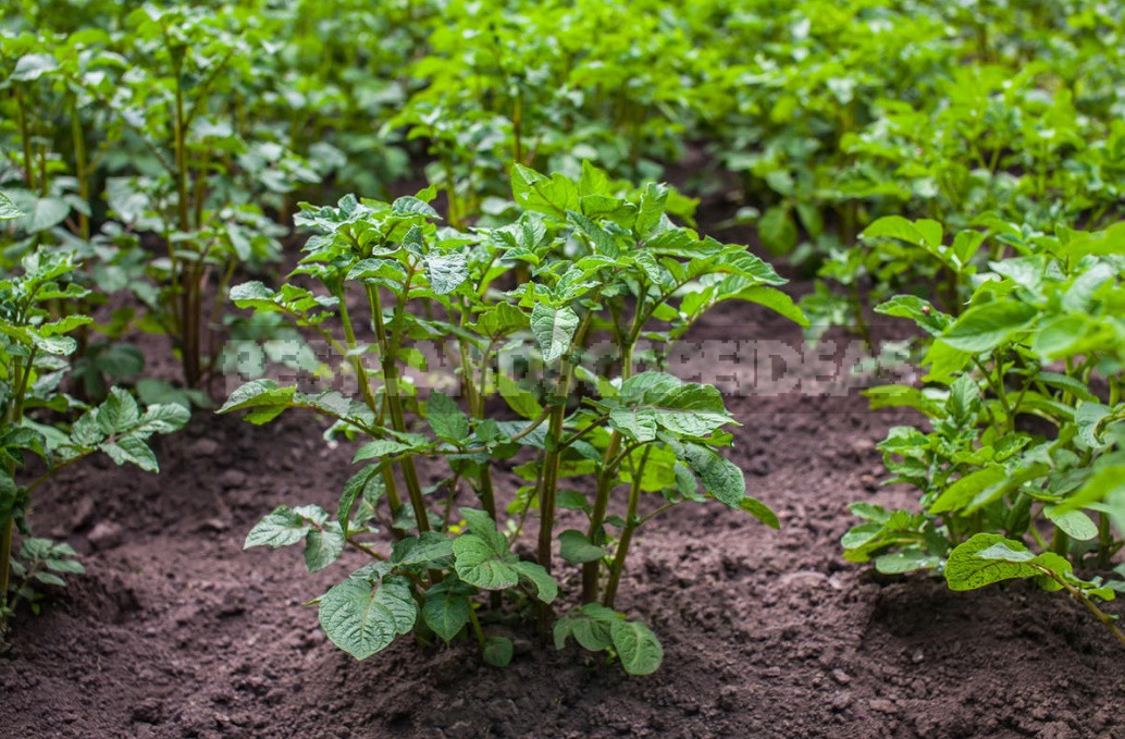 Seven Reasons To Grow Potatoes Yourself