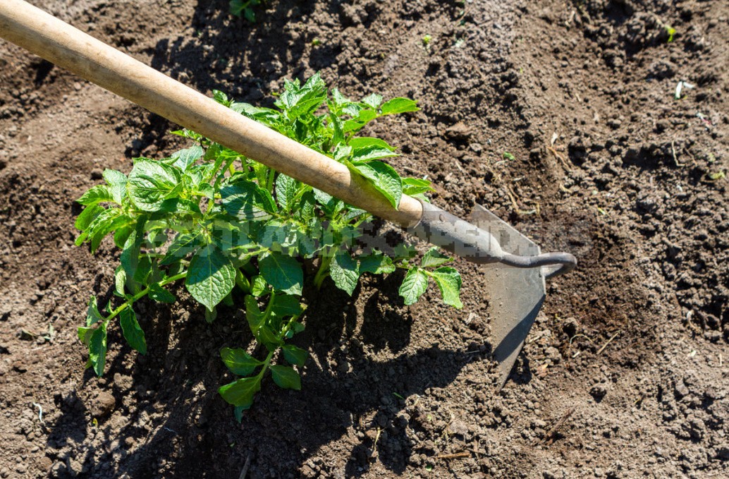 Seven Reasons To Grow Potatoes Yourself