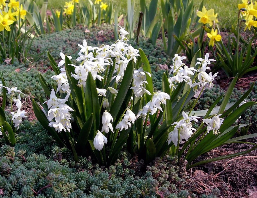 Small Bulbous Plants In The Spring Garden (Part 1)