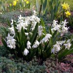 Small Bulbous Plants In The Spring Garden (Part 2)