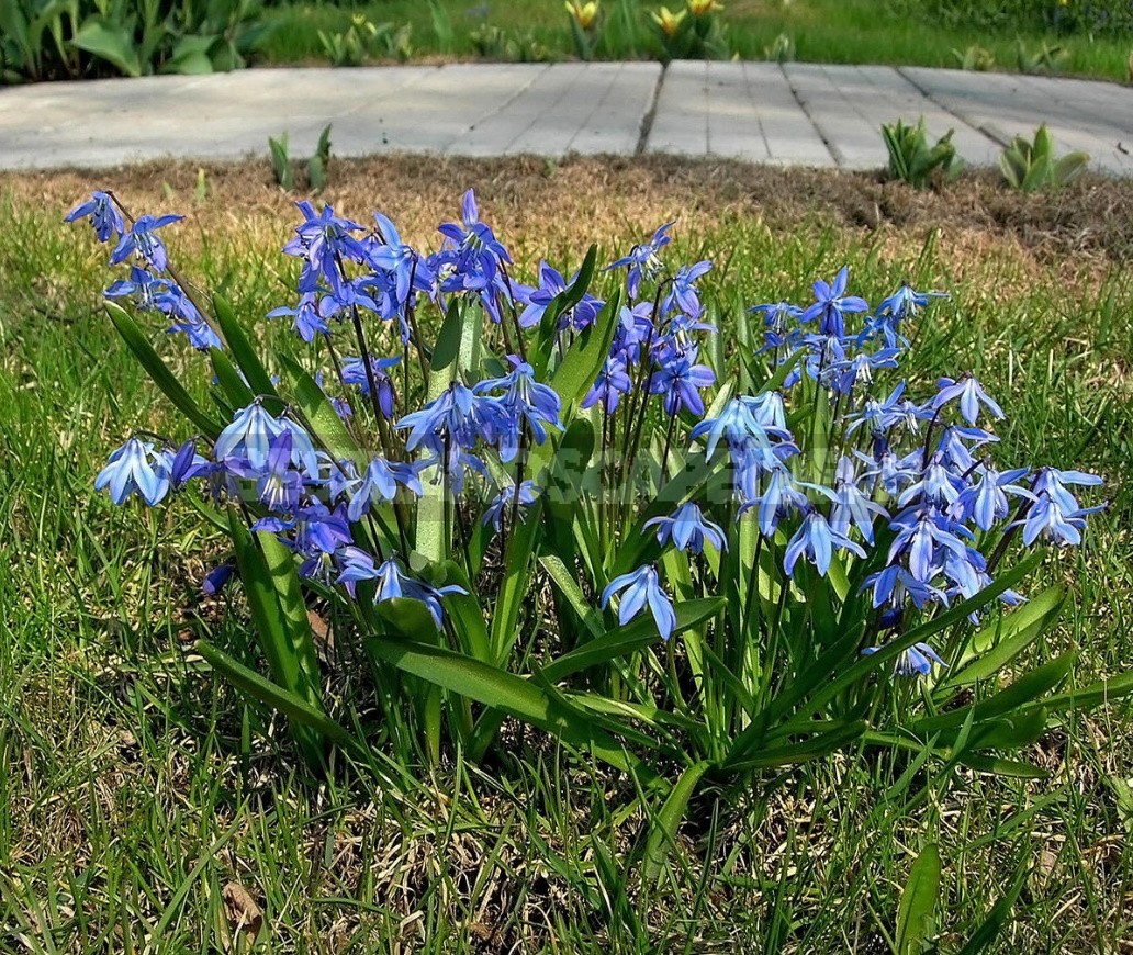 Small Bulbous Plants In The Spring Garden (Part 2)