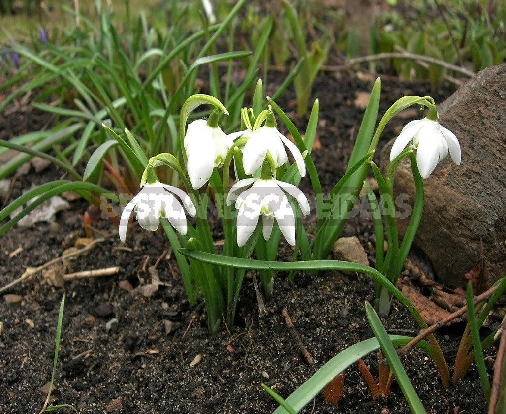 Small Bulbous Plants In The Spring Garden (Part 1)
