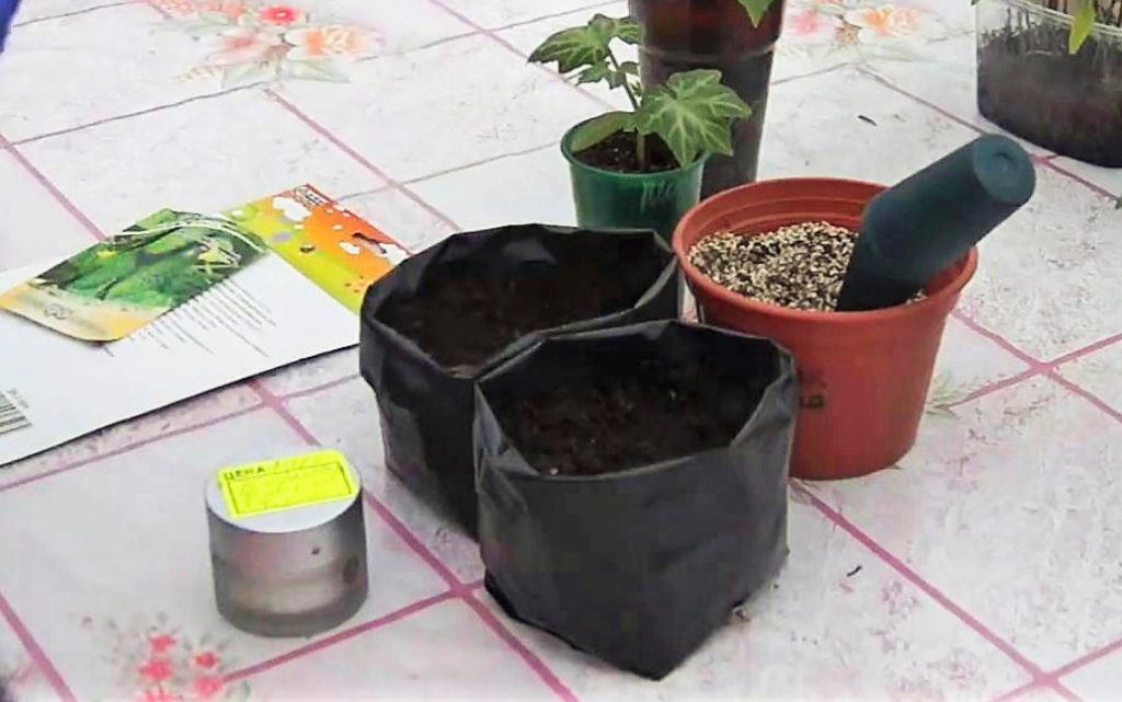 Sowing Cucumbers In Plastic Bags