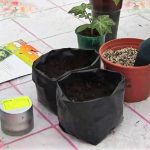 Sowing Cucumbers In Plastic Bags