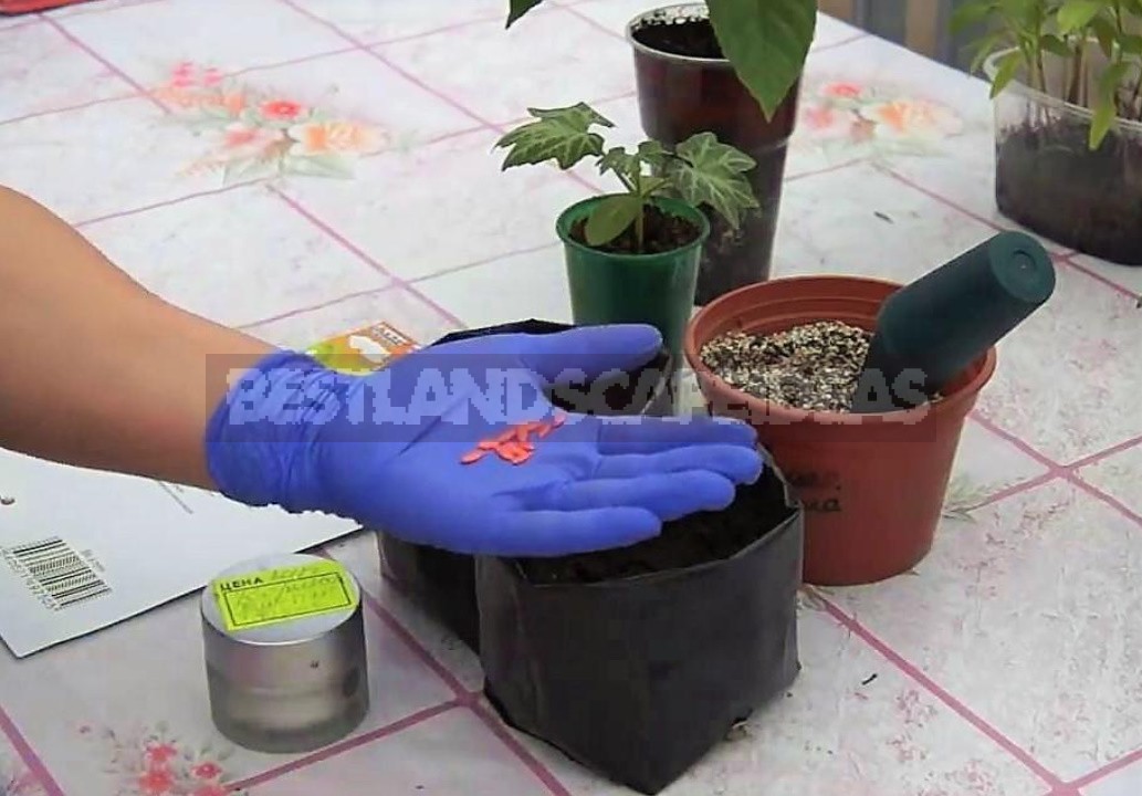 Sowing Cucumbers In Plastic Bags