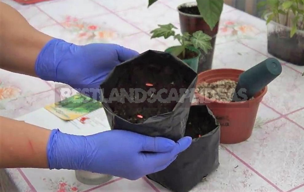 Sowing Cucumbers In Plastic Bags