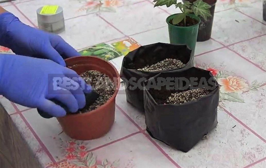 Sowing Cucumbers In Plastic Bags